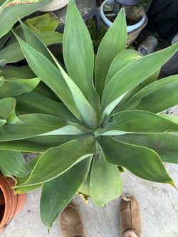 Plants large Agaves must sell drought tolerant