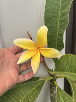 This Approximately 4’ yellow Plumeria / Frangipani Tree See All Pictures of # 72