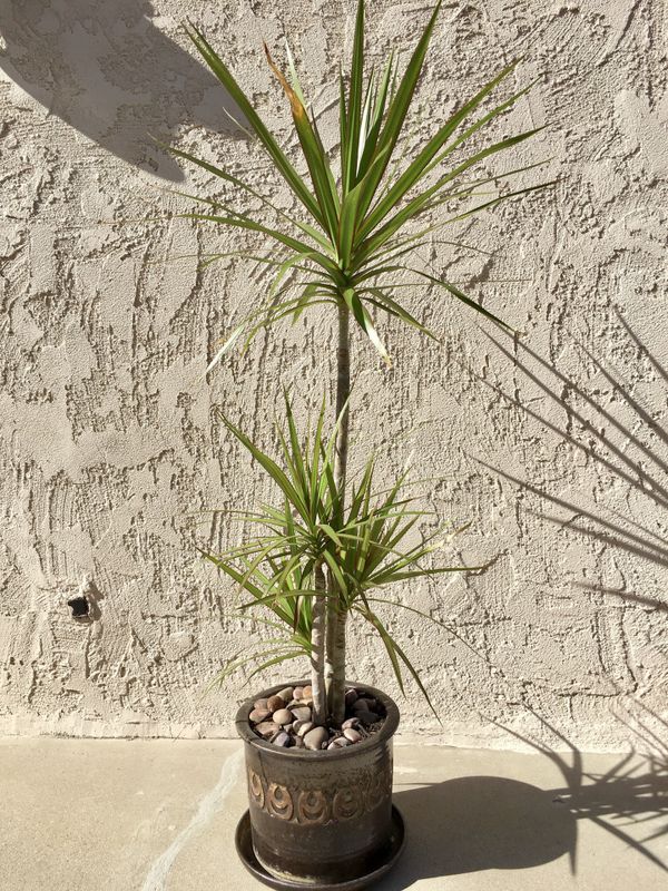 31 Tall Dracaena Marginata For In Hacienda Heights Ca Offerup 31 Tall Dracaena Marginata