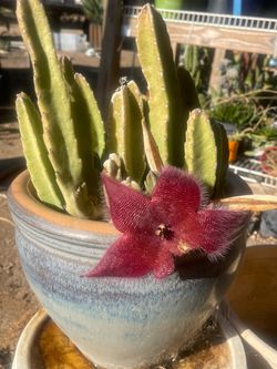 Stapelia Hirsuta