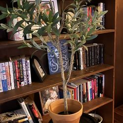 Faux Olive Tree