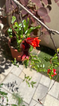 Pomegranate Tree