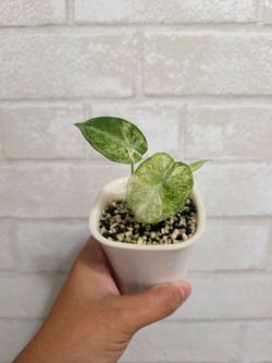 Alocasia tri color