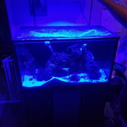 65gal Drilled Saltwater Aquarium 