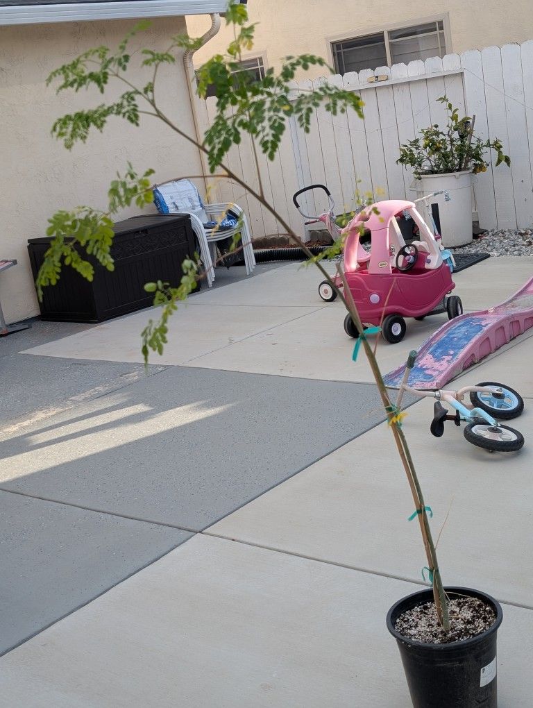 Moringa Tree For Sale