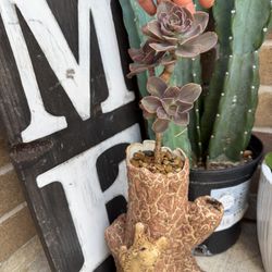 Echeveria 'Perle von Nurnberg