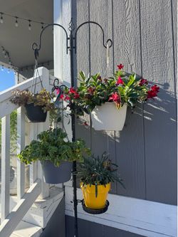 Plants