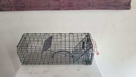 Small Animal Trap