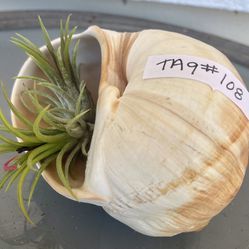 Air Plants In Large Shark Eye Shell Tag #108