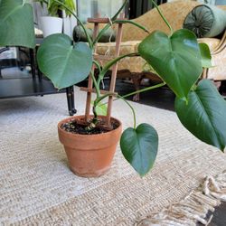 Monstera Plant