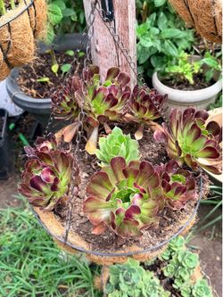 Hanging succulent/planta suculenta