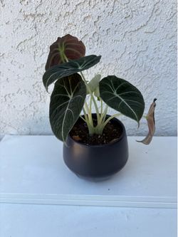 Alocasia Black Velvet