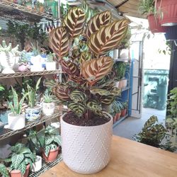 Calathea Peacock Prayer Plant 