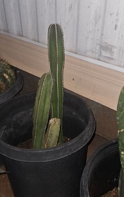 Cactus for sale