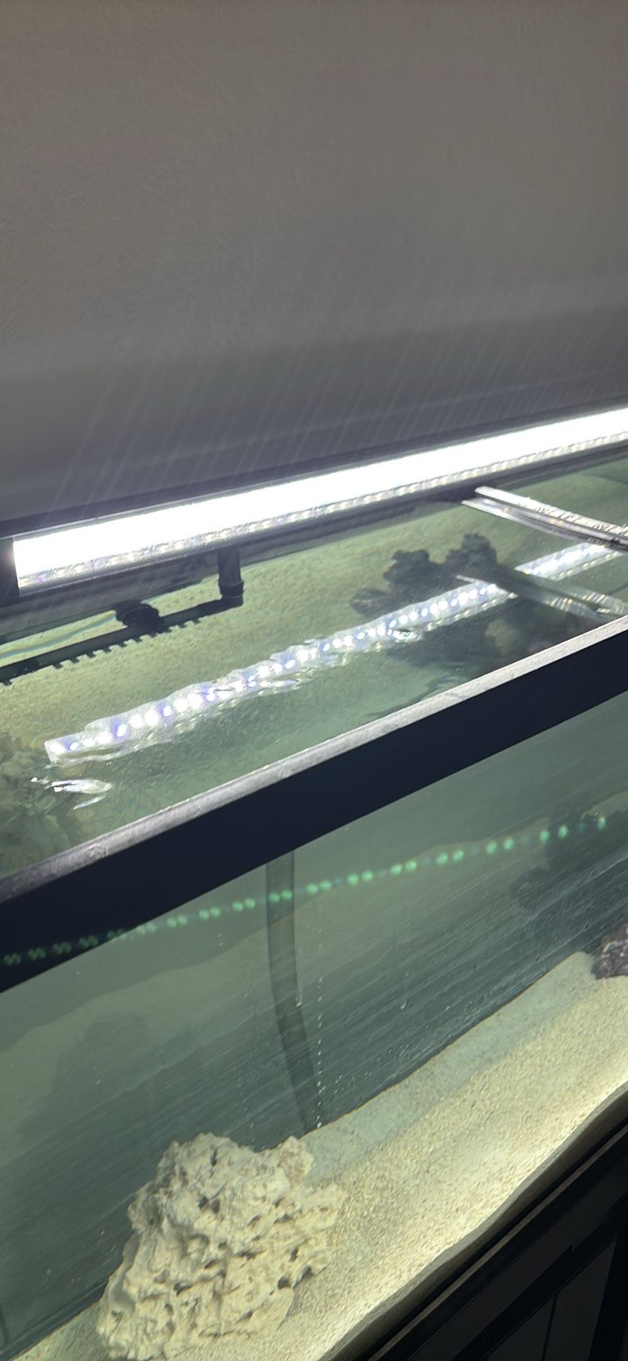 Light For 55 Gallon Fish Tank