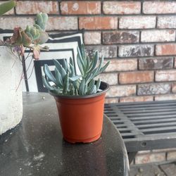 2.5’ Succulent 