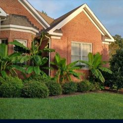 🌴Banana Palms 🌴Greenbrier Area 🌴 Chesapeake Transplant Now!!!
