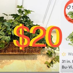 $20 Large Puff Ivy  31”/ 19” Realistic Artificial Plant in a Wicker Ledge planter in great condition