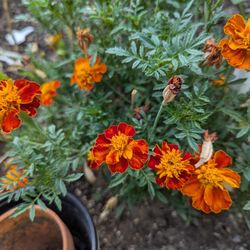 Marigold Plant 