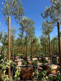 Olea europaea ‘Wilsonii’ - Wilson Fruitless Olive Tree, shade tree 24” box