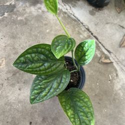 Monstera Peru In 4” Nursery Pot