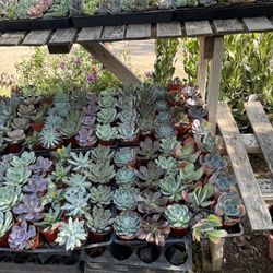 Succulents ,varieties, 