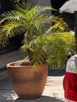 Palm trees