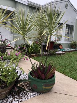 Beautiful Plant