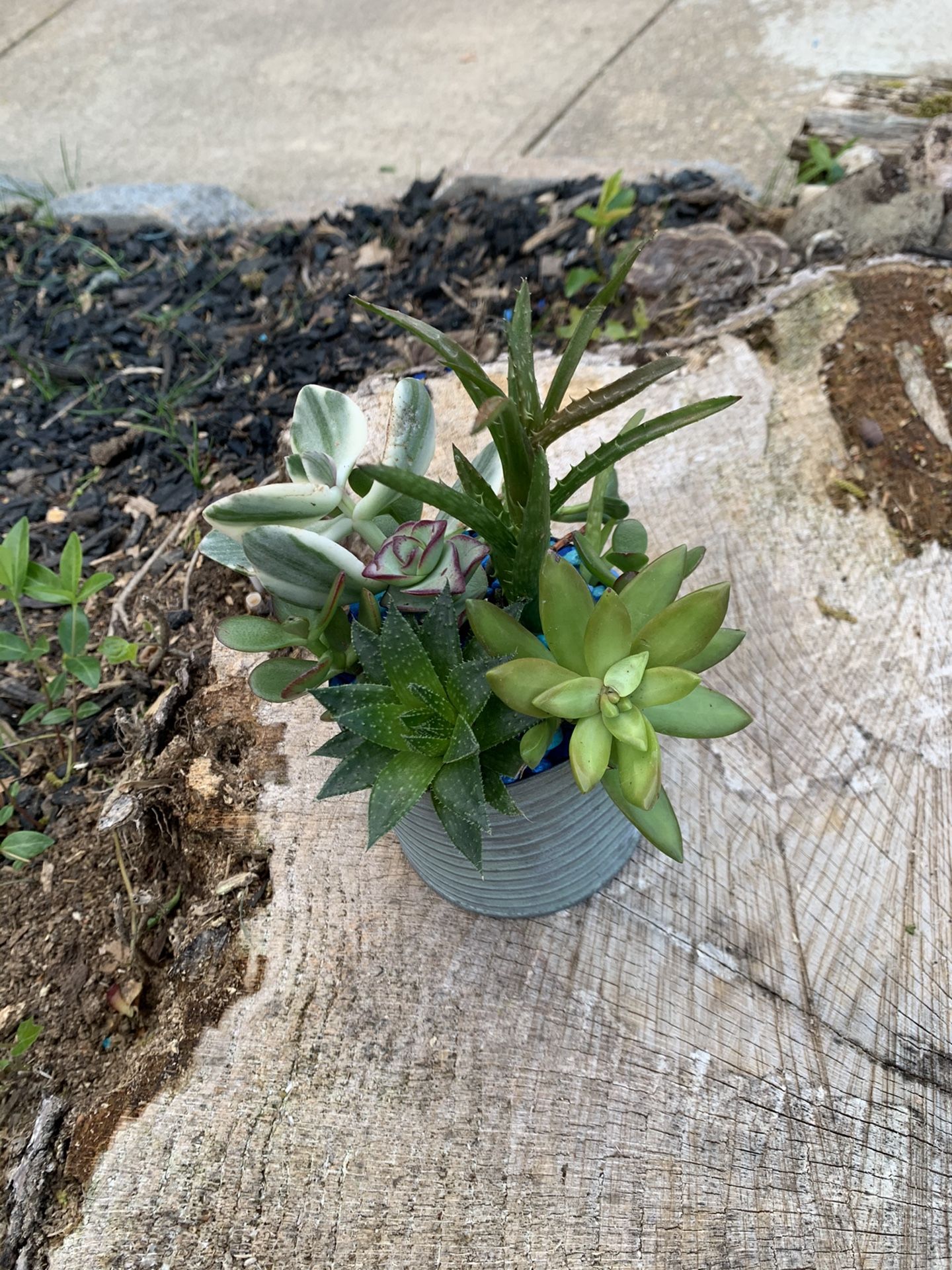 Live Succulent Planter