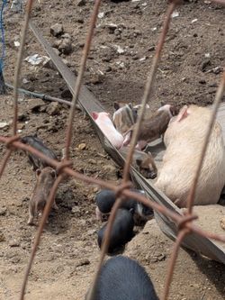 Piggys