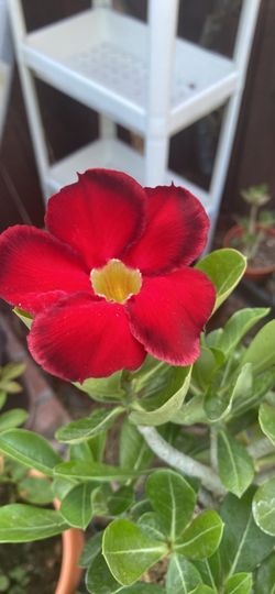 Flor Del desierto