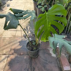Monstera