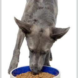 Set Of 4 SPOT Standard Crock Dish - Heavy Duty, Non-Slip, Round Ceramic Food/Water Bowl for Pets