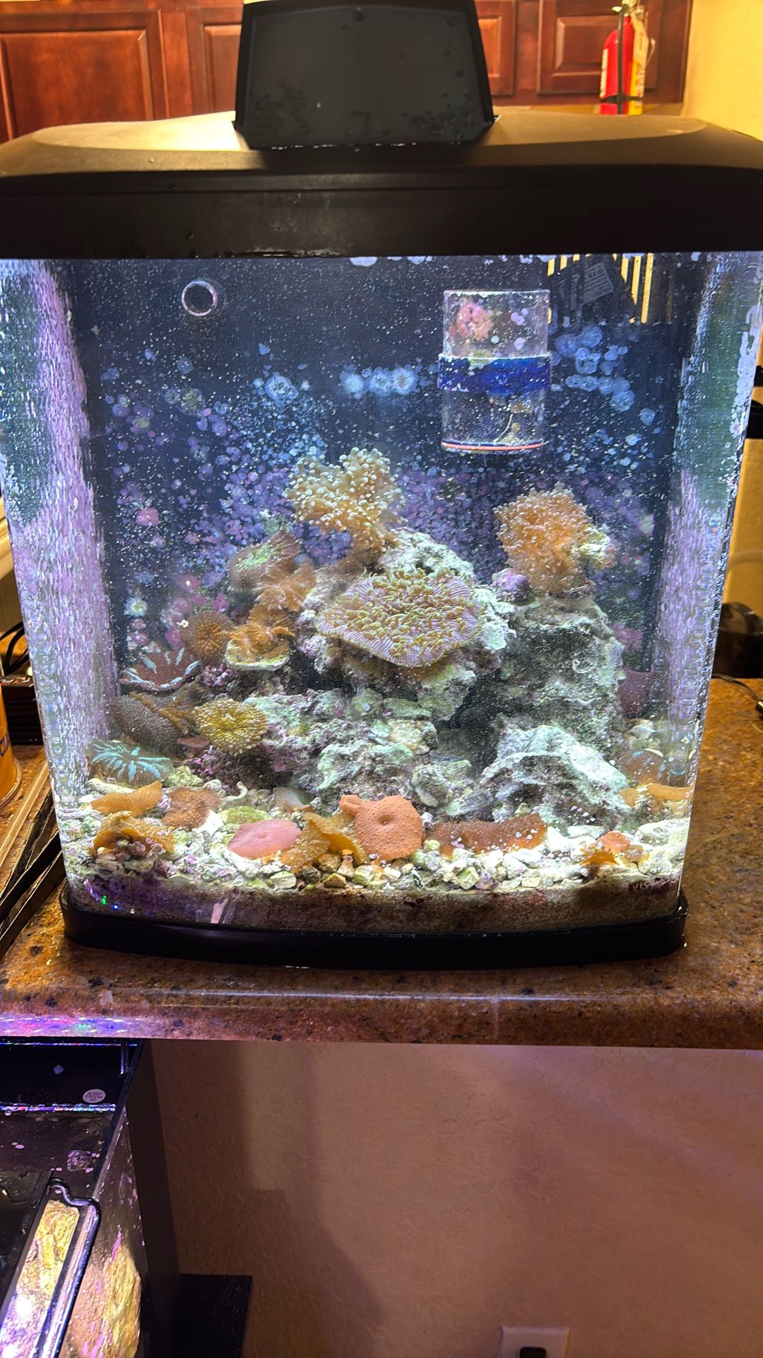 Corals N Fish Tanks