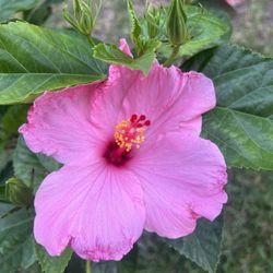 HIBISCUS (10” Pot Size) Attractive Flower, Bold & Beautiful 