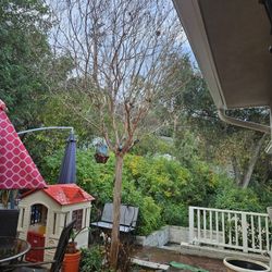 Deciduous Small Peeling Bark Tree