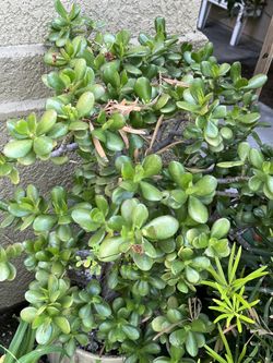 Money Trees Succulent Or Outdoor Landscape Plant Exchange Or Buy