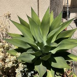 Large agave attenuata