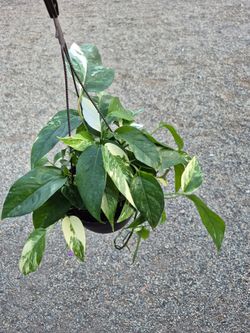Albo Pothos Plant 8" Pot $10 each