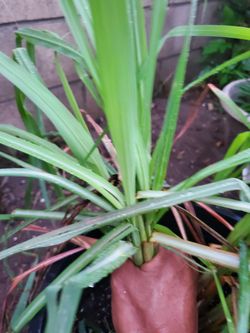 Organic Fresh Lemon Grass & Ajenjo