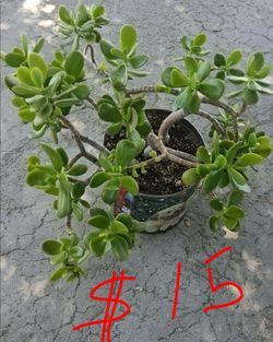 Plantas y palmas