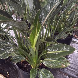 Bird of Paradise – 7 Gallon Tropical Plant – Large Plant