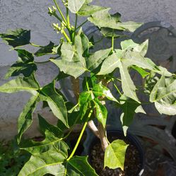 Chaya Mexican Spinach