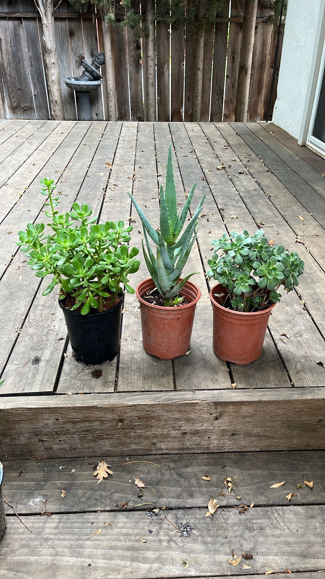 Set Of Succulents