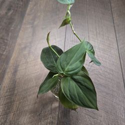 Live Plant cutting Mican