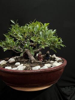 Bonsai