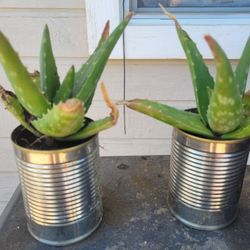 Aloe Vera Plants Live Plants Indoor / Outdoor 