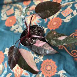💗 Philodendron Pink Princess – Stunning Variegated Aroid! 💗