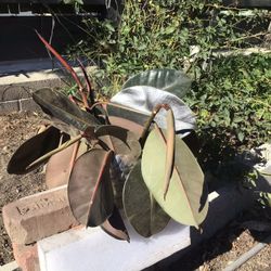 Rubber Tree plant Branches (Fiscus elcstria) For Replanting 