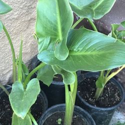 Plants